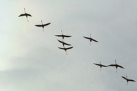 Pink flamingos,  Parc Ornithologique du Pont de Gau, Camargue, France
