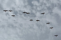 Pink flamingos,  Parc Ornithologique du Pont de Gau, Camargue, France