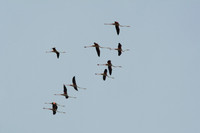 Pink flamingos,  Parc Ornithologique du Pont de Gau, Camargue, France