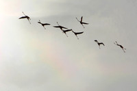 Pink flamingos,  Parc Ornithologique du Pont de Gau, Camargue, France
