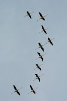 Pink flamingos,  Parc Ornithologique du Pont de Gau, Camargue, France