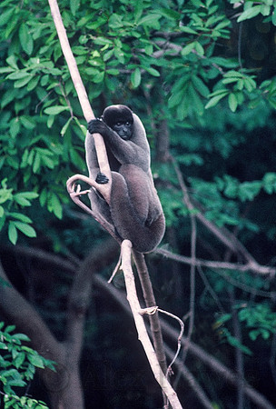 Woolly monkey, Amazon Rainforest, Rio Negro, Brazil