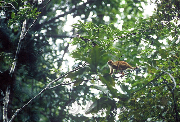 Squirrel monkey, Amazon Rainforest, Rio Negro, Brazil