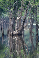 Flooded forest of the Rio Negro, Amazon Rainforest, Brazil