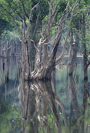 Flooded forest of the Rio Negro, Amazon Rainforest, Brazil