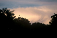 Sunset silhouette, Rio Negro, Amazon Rainforest, Brazil