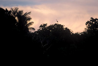 Sunset silhouette, Rio Negro, Amazon Rainforest, Brazil