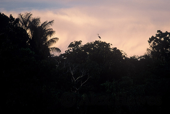 Sunset silhouette, Rio Negro, Amazon Rainforest, Brazil