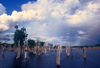 Flooded forest and rainbow, Rio Negro, Amazon Rainforest, Brazil