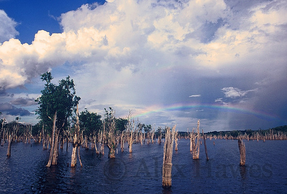 Flooded forest and rainbow, Rio Negro, Amazon Rainforest, Brazil