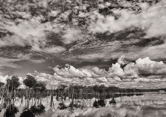 Flooded forest of the Rio Negro, Amazon Rainforest, Brazil
