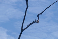 Birds congregating on tree within flooded forest of the Rio Negro, Amazon Rainforest, Brazil