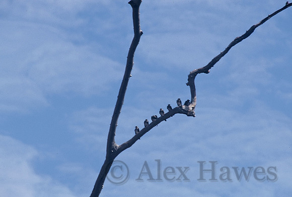 Birds congregating on tree within flooded forest of the Rio Negro, Amazon Rainforest, Brazil