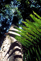Amazon Rainforest, Rio Negro, Brazil