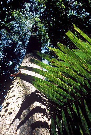 Amazon Rainforest, Rio Negro, Brazil
