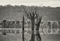 Cormorants, the flooded forest, Rio Negro, Amazon Rainforest, Brazil