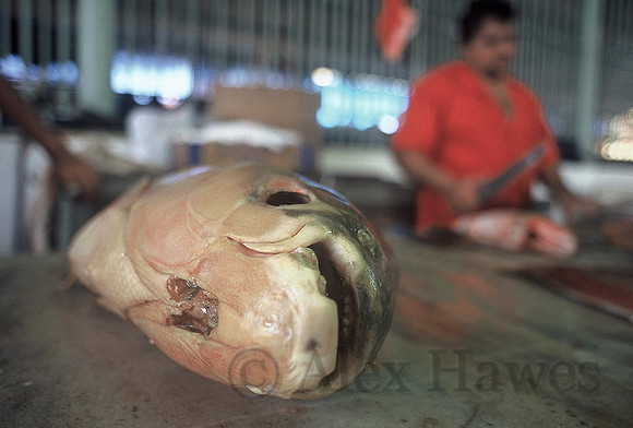 Manaus fish market, Brazil