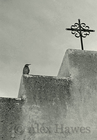 Curve-billed thrasher at Mission San Xavier del Bac, Arizona