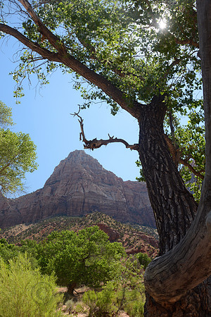 Zion Canyon, Zion National Park, Utah