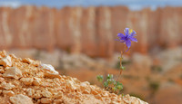 Rock columbine, Bryce Canyon National Park, Utah