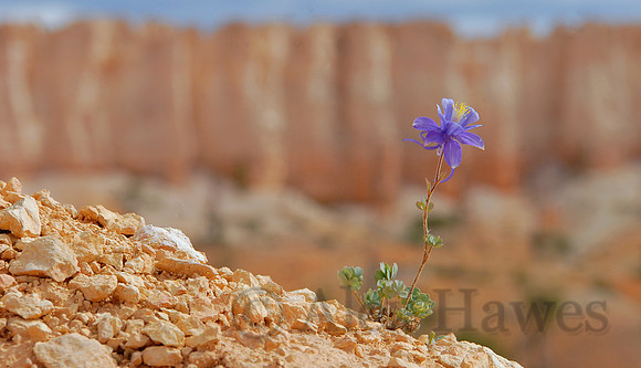 Rock columbine, Bryce Canyon National Park, Utah