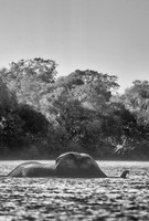 Elephant crossing Kafue River, Zambia