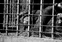 Rescued orphan chimpanzee, Chimfunshi Chimp Sanctuary, northern Zambia