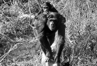 Rescued chimpanzees, Chimfunshi Chimp Sanctuary, northern Zambia