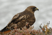 Red-tailed hawk, Newport Beach, California