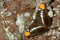 Arizona sister butterfly in Cave Creek, Chiricahua Mountains, southeastern Arizona