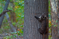 Coatimundi (coati), Cave Creek, Chiricahua Mountains, southeastern Arizona