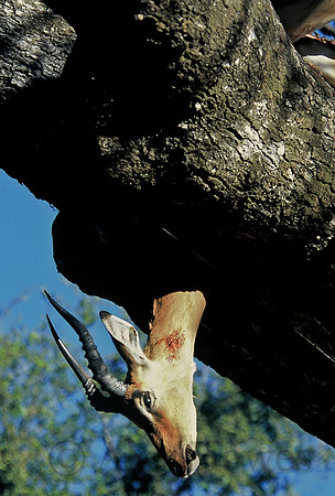 Dead impala in tree, killed by leopard, Okavango Delta, Botswana