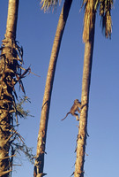 Chacma baboon, Oddballs' Palm Island Lodge, Okavango Delta, Botswana