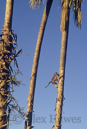 Chacma baboon, Oddballs' Palm Island Lodge, Okavango Delta, Botswana