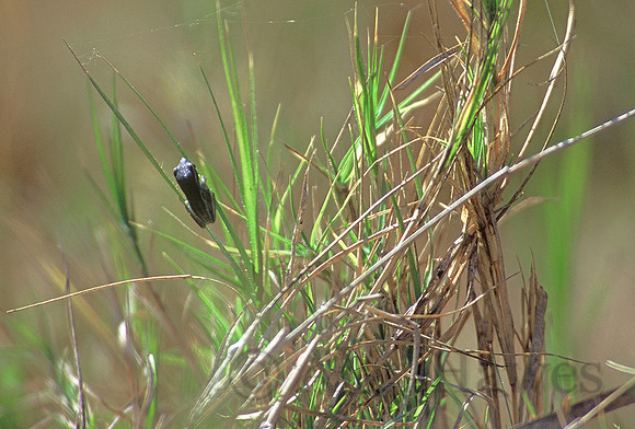 Small frog clinging to grass, Okavango Delta, Botswana
