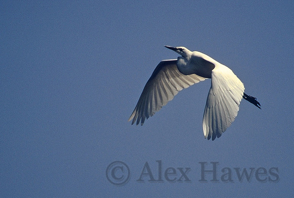 Yellow-bellied white egret, Okavango Delta, Botswana