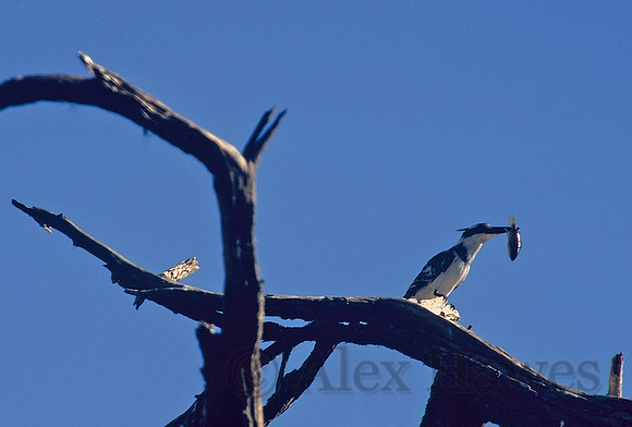 Pied kingfisher with fish, Okavango Delta, Botswana