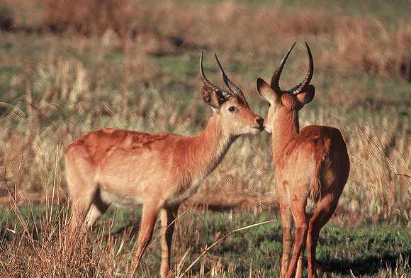 Okavango Delta, Botswana