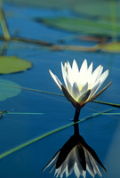 Water lily, Okavango Delta, Botswana