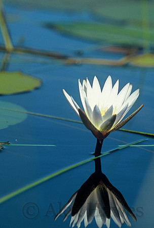 Water lily, Okavango Delta, Botswana