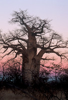Baobab, Kalahari Desert, Botswana
