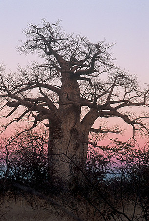 Baobab, Kalahari Desert, Botswana