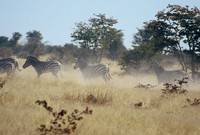 Burchell's zebra, Maun Game Reserve, Botswana