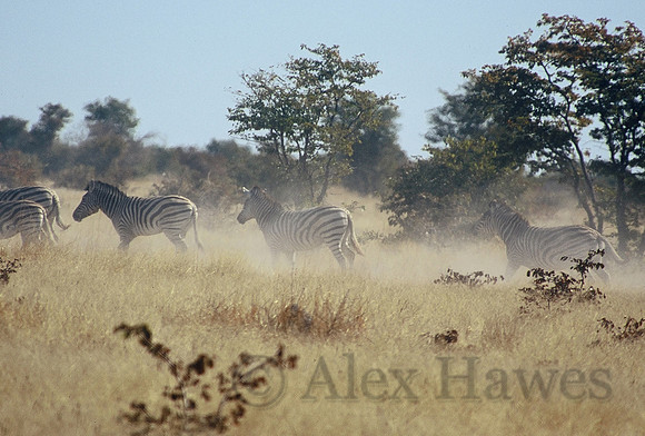 Burchell's zebra, Maun Game Reserve, Botswana