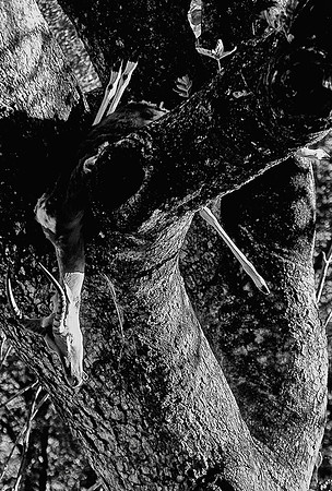 Dead impala in tree, killed by leopard, Okavango Delta, Botswana