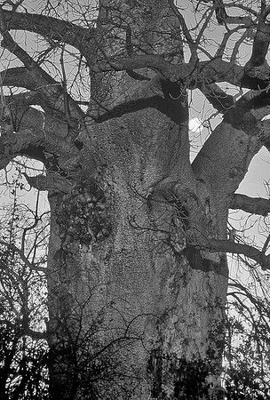 Baobab, Kalahari Desert, Botswana