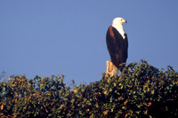 Fish eagle, Kafue National Park, Zambia