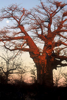 Baobab, Kalahari Desert, Botswana