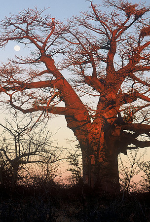 Baobab, Kalahari Desert, Botswana