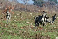 Burchell's zebra, Maun Game Reserve, Botswana